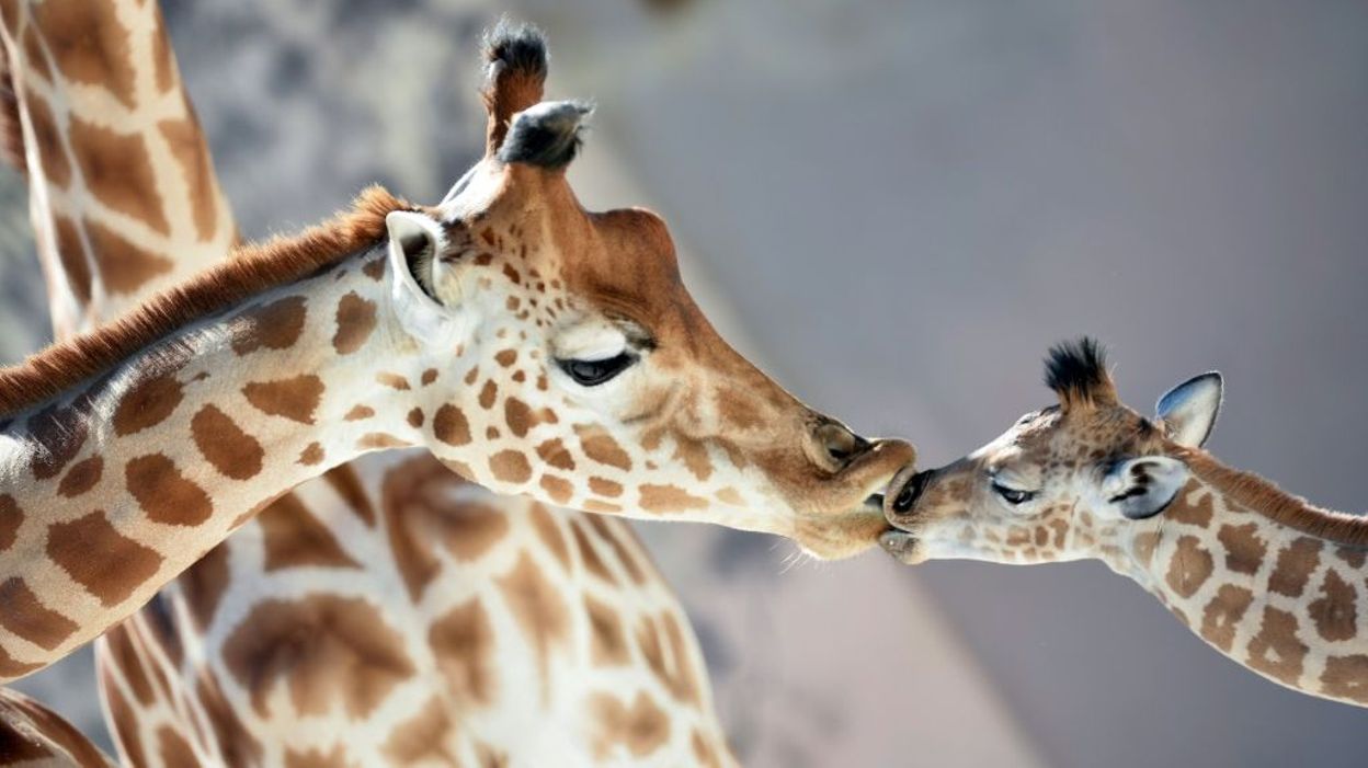 Quatre espèces de girafes sur Terre et non une seule, révèle une étude