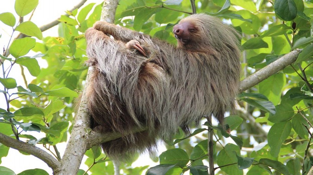 Carnet Rose Au Zoo De Colorado Springs Un Bebe Paresseux Est Ne