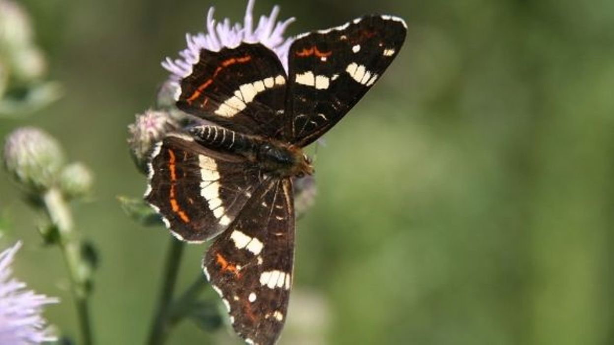 Devine Qui Papillonne Au Jardin Pieride Et Carte Geographique