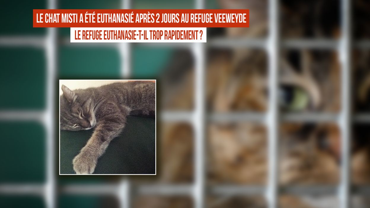 Le Refuge Veeweyde Euthanasie Misti 2 Jours Apres L Avoir Recueilli C Est Trop Rapide