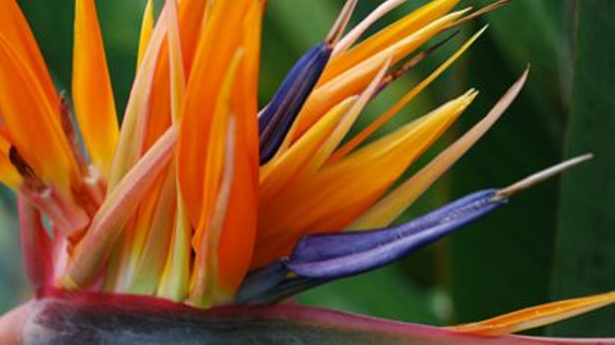 Marc Knaepen Strelitzia Reginae Oiseau Du Paradis