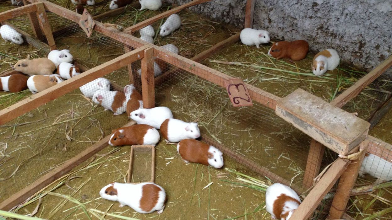 Les cochons d'inde, des petites bêtes qui ont changé la vie des