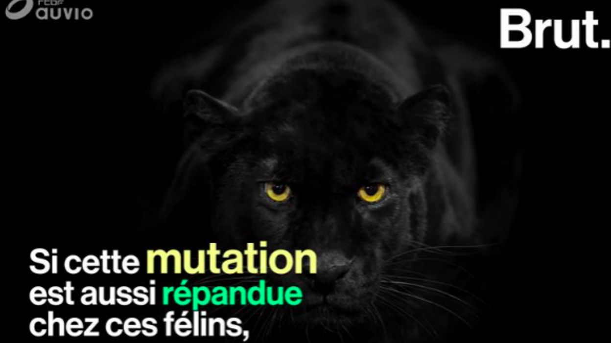 Savez Vous Pourquoi La Panthere Noire Est Noire Savez Vous Pourquoi La Panthere Noire Est Noire
