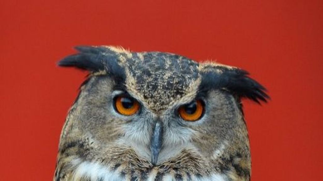 Télécharger gratuitement Images Comment Tourne La Tete Du Hibou Le Secret Revele D Une Rotation A dernière salutations