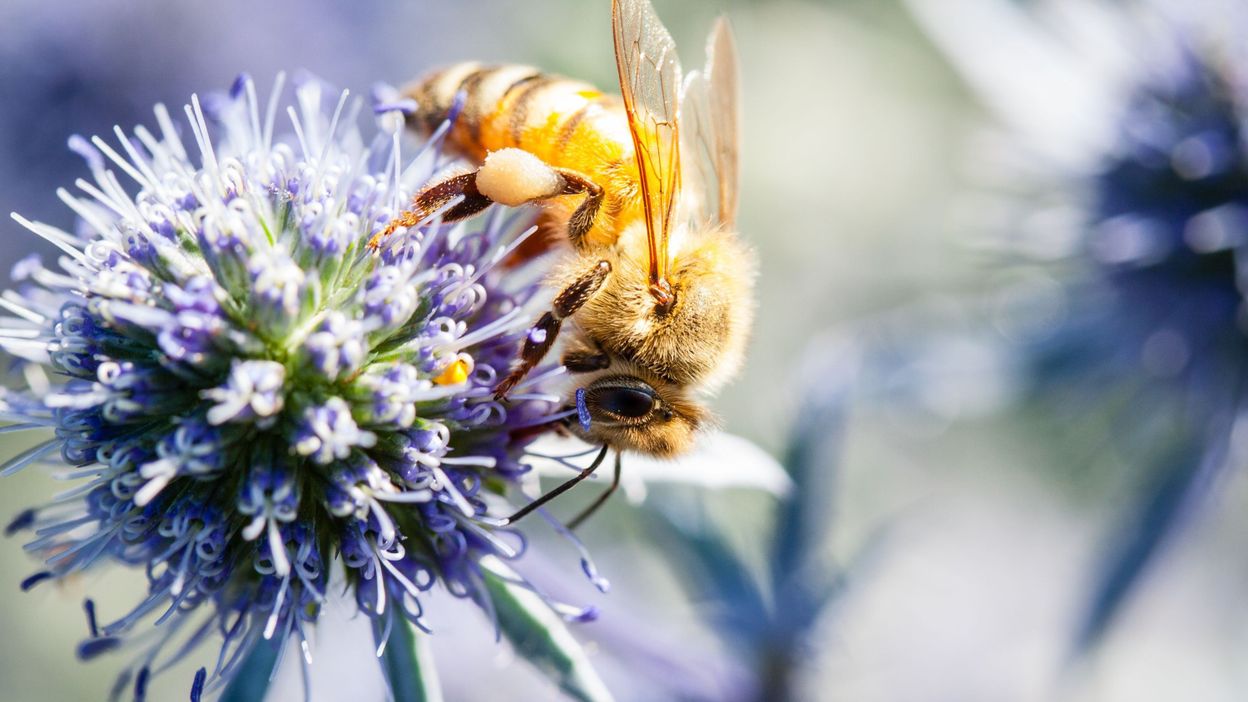 Biodiversité : Quels Sont Ces Insectes Pollinisateurs Et Comment Les ...