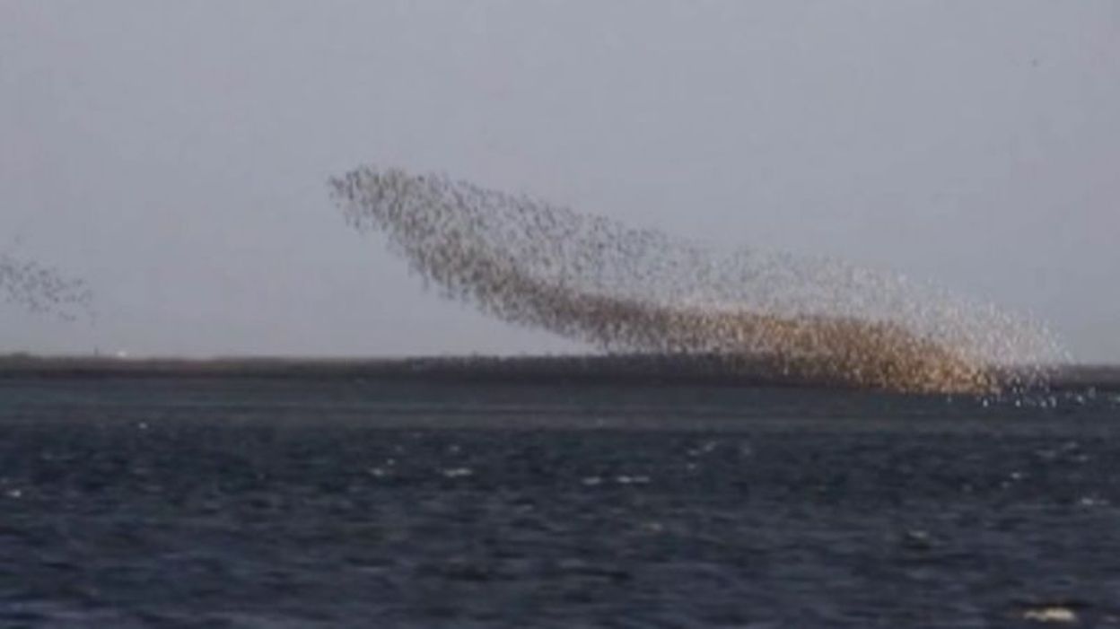 Létrange Ballet Des Oiseaux Qui Se Rassemblent Avant La Migration 24042017