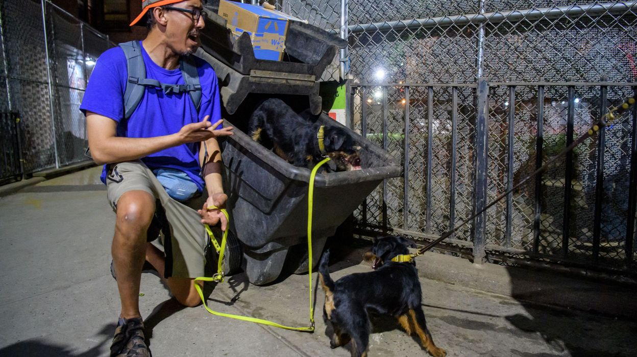 at night, volunteers track rats, with their dogs