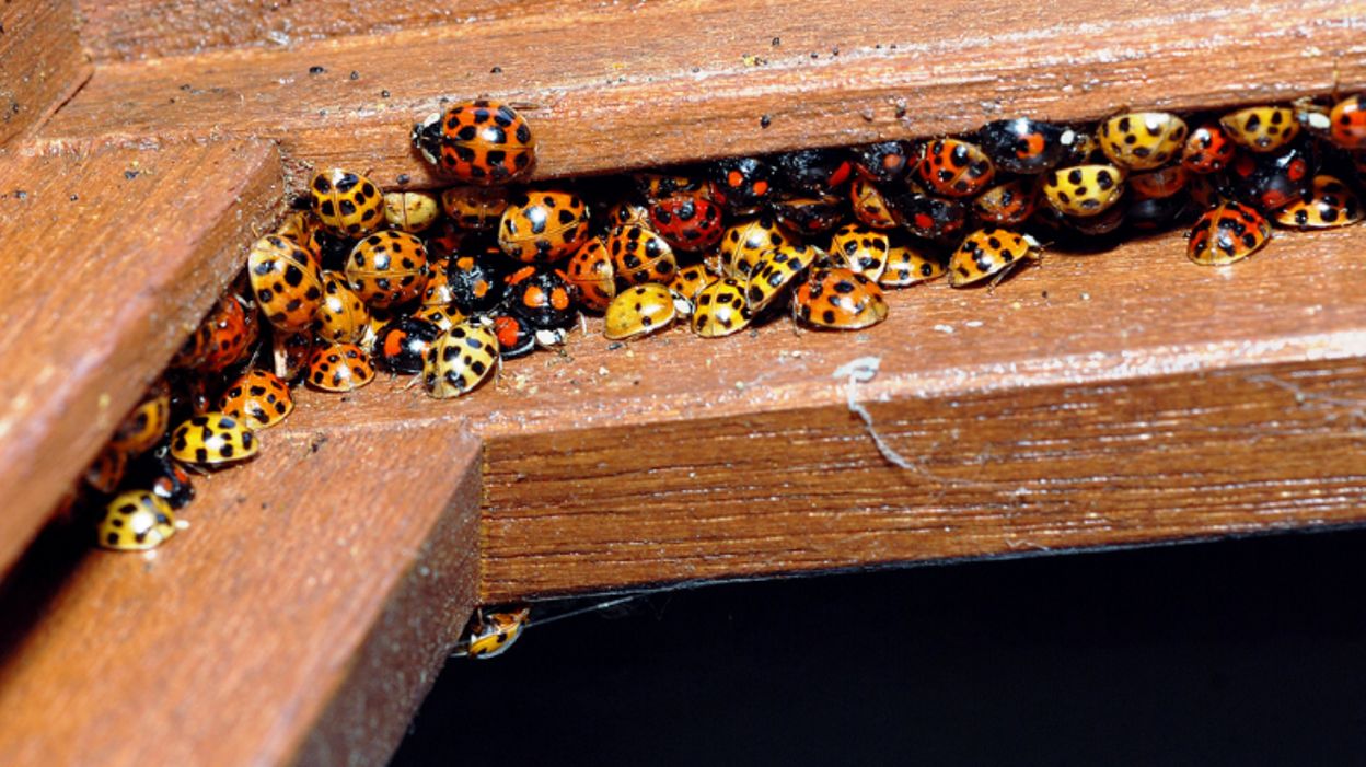Des coccinelles dans les maisons