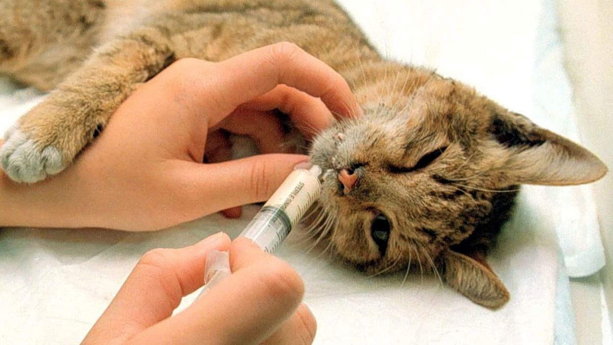 Des vétérinaires insultés suite à l'euthanasie d'animaux errants ...