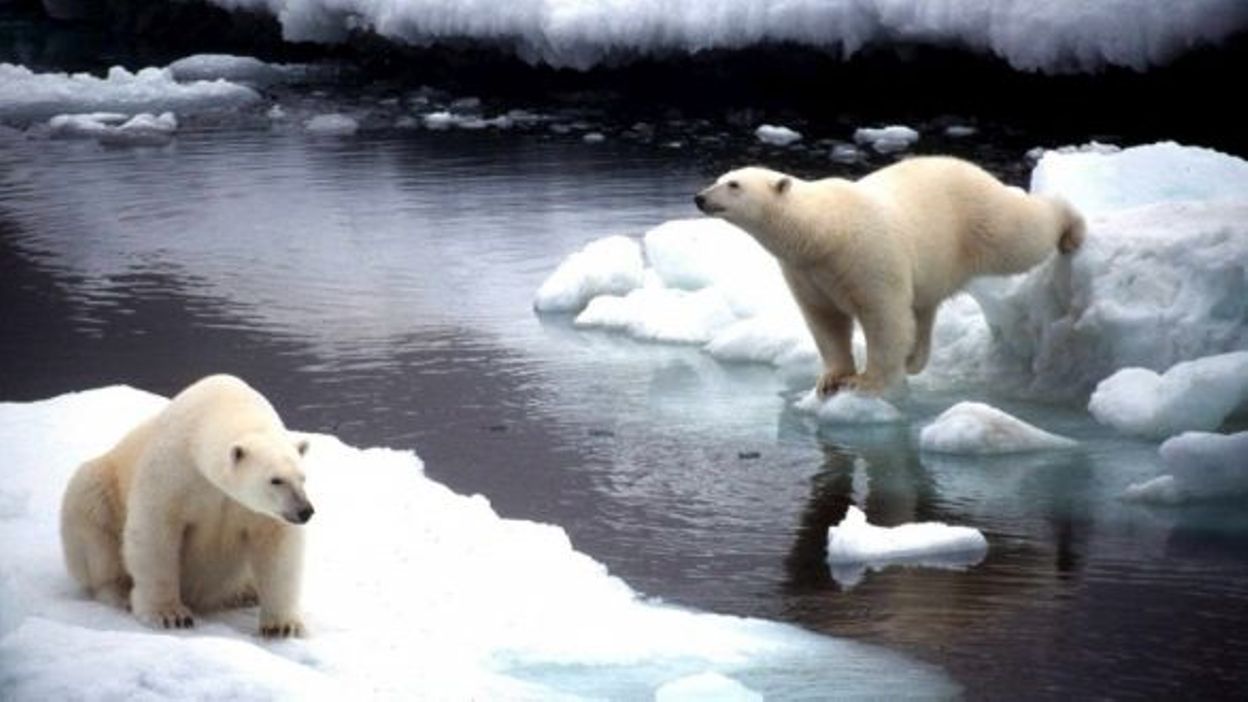 Réchauffement Climatique: Les Ours Polaires Tremblent