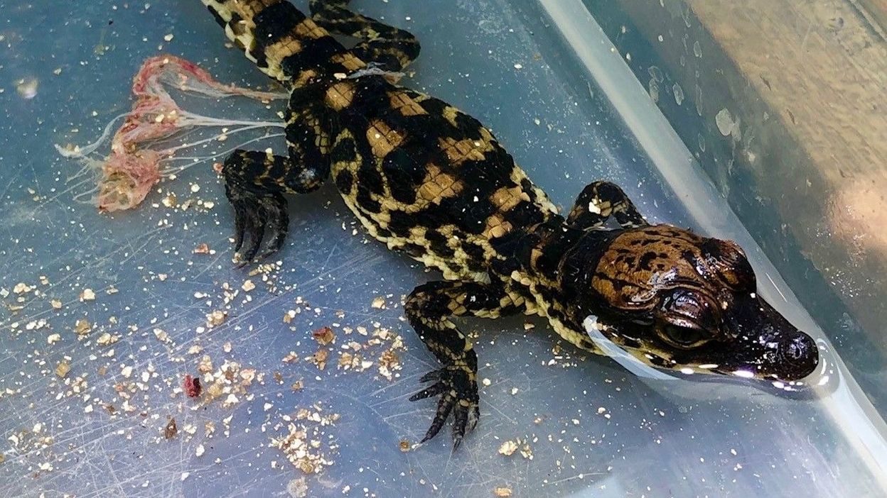 Un Bebe Crocodile Nain D Afrique De L Ouest Au Reptilarium De Tournai