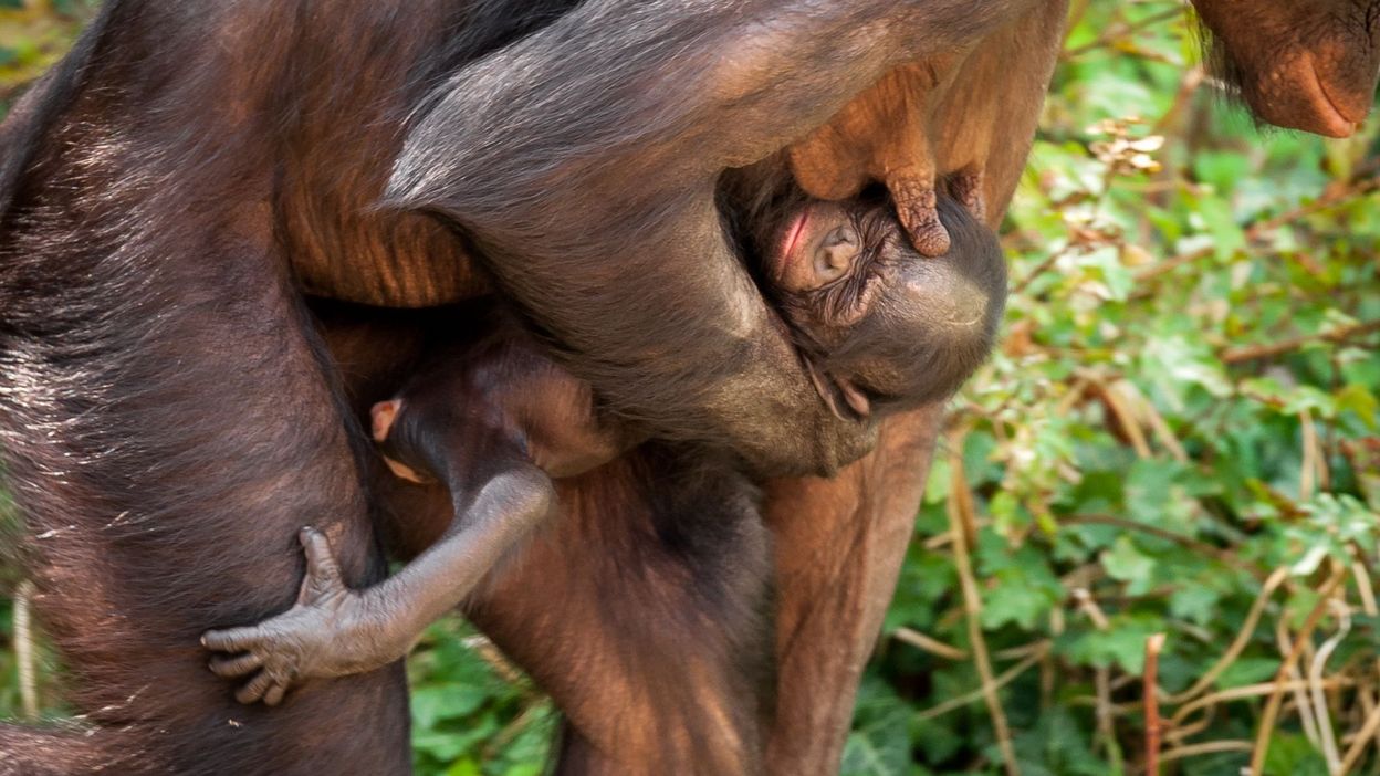 Naissance D Un Deuxieme Bebe Bonobo Cette Annee A Planckendael