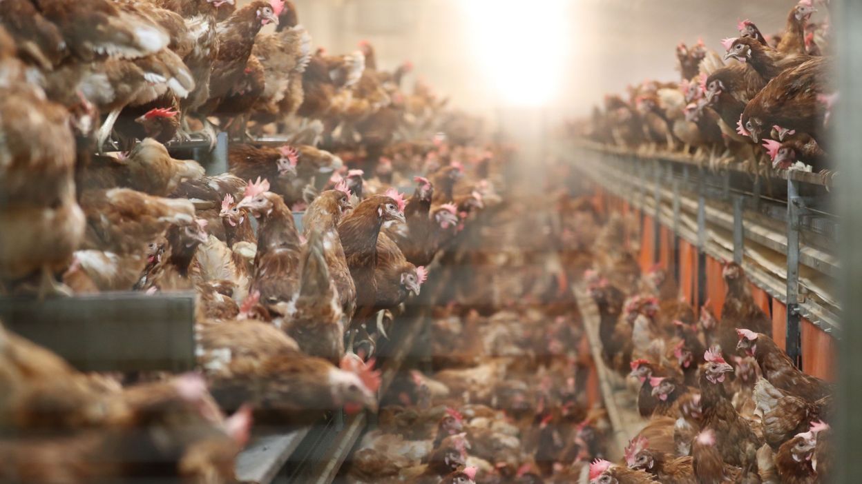 Greenpeace : Le porc et la volaille belges proviennent à 70% de " méga-fermes "