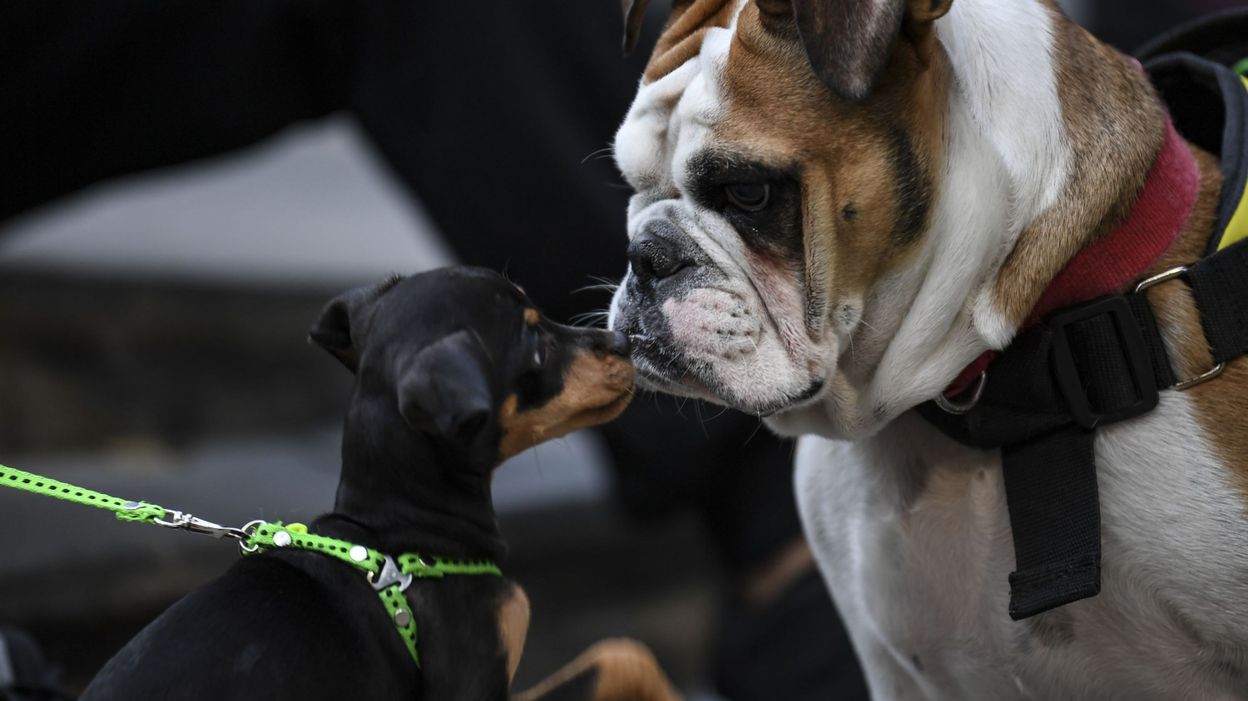 Bruxelles près de 190 plaintes pour maltraitance animale