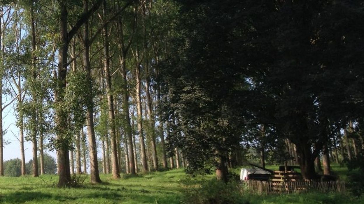 La forêt de peupliers du Val du bois des Béguines en passe d'être abattue