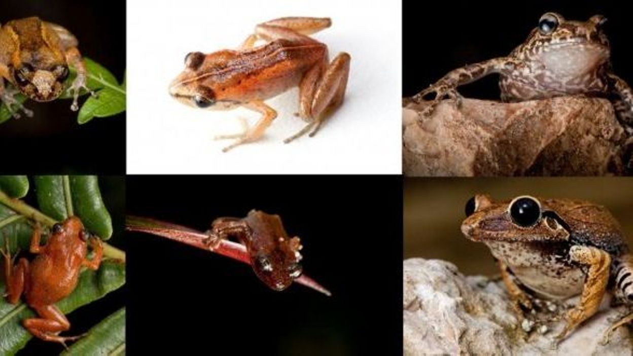 A Haiti 6 Especes De Grenouilles Que L On Croyait Disparues