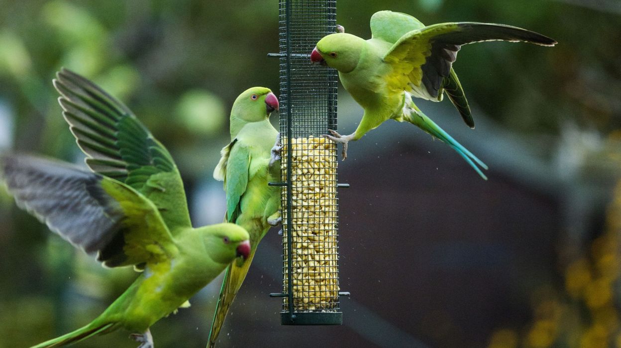 In the United States, an animal shelter receives 836 parakeets by the son of a collector