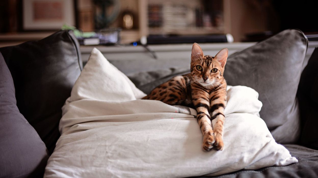 Le Chat Bengal Autorise A Bruxelles A Partir De La 5e Generation