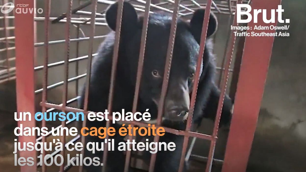 En Chine Les Ours Noirs D Asie Vivent Un Calvaire