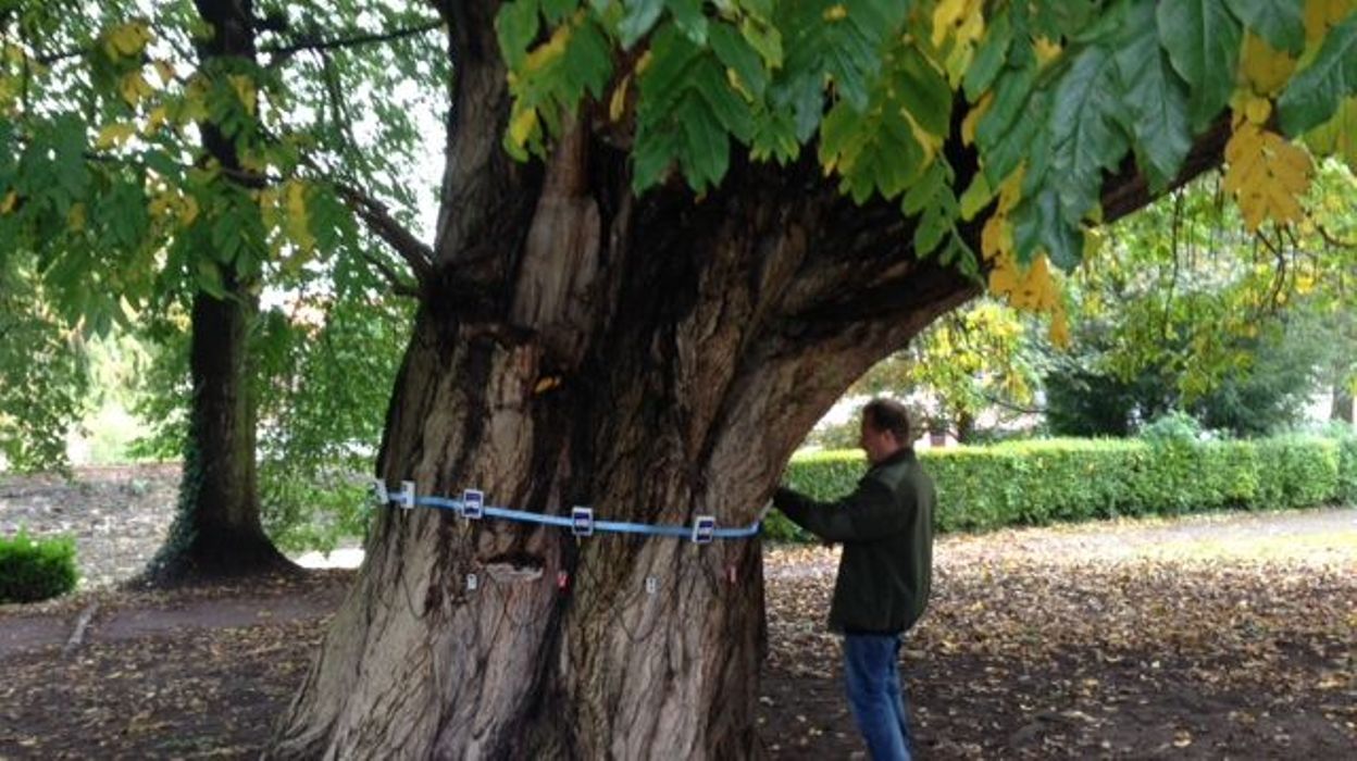 Tournai  ville abattre arbre centenaire