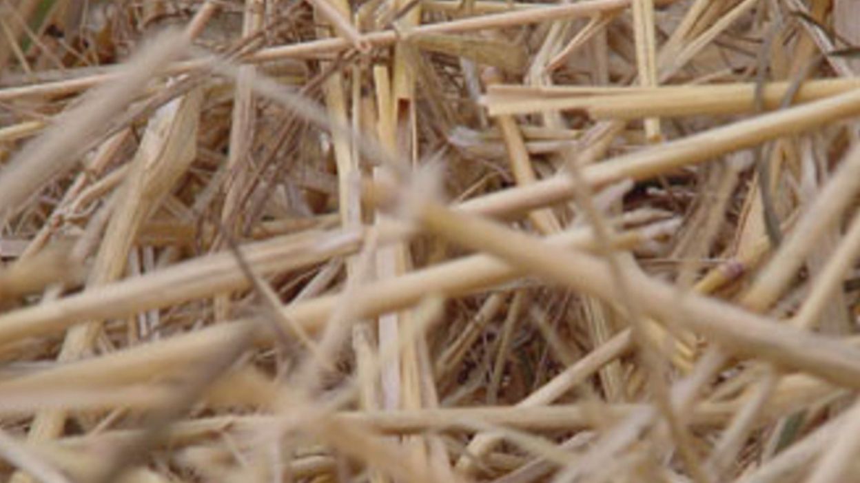 Prix De La Paille à La Tonne 2021