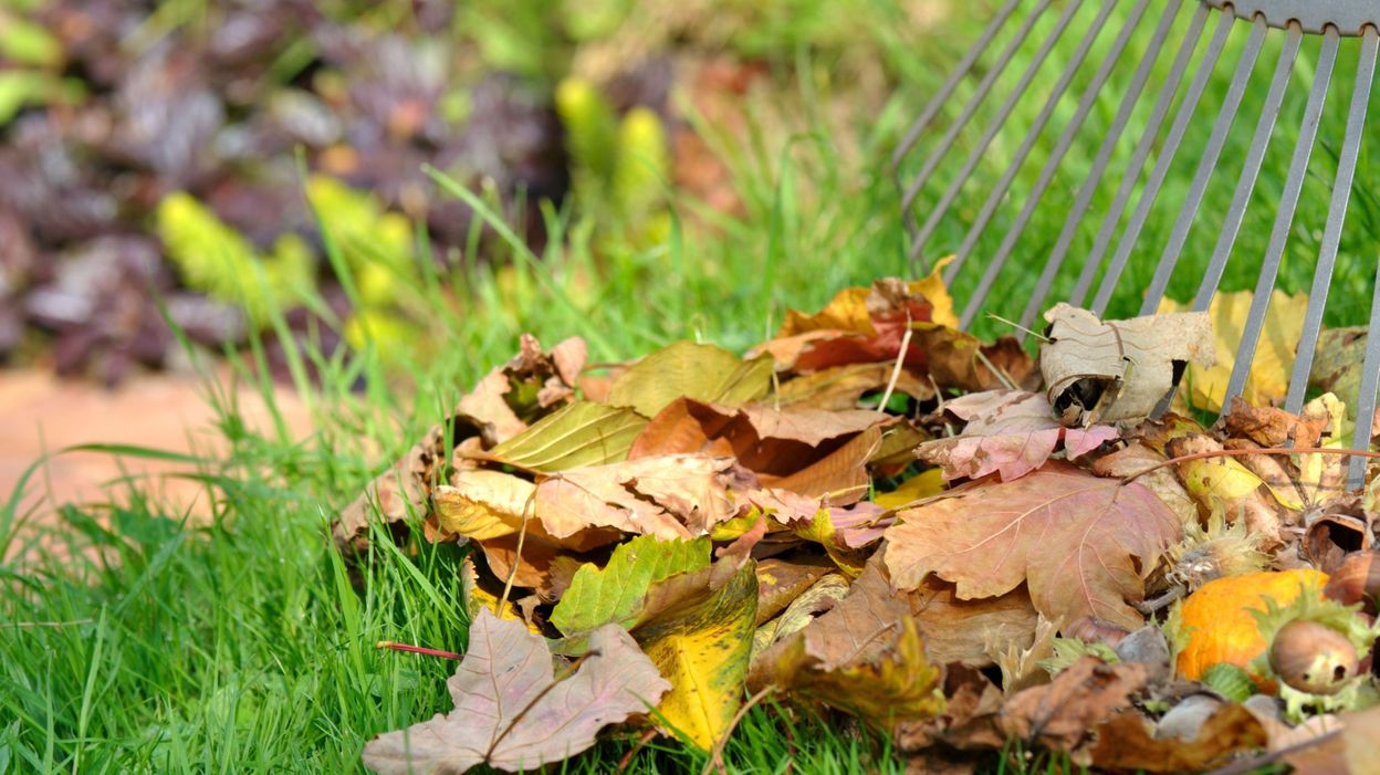 Faut Il Ramasser Les Feuilles Mortes Dans Le Jardin Pourquoi Faut Il Ramasser Les Feuilles Mortes