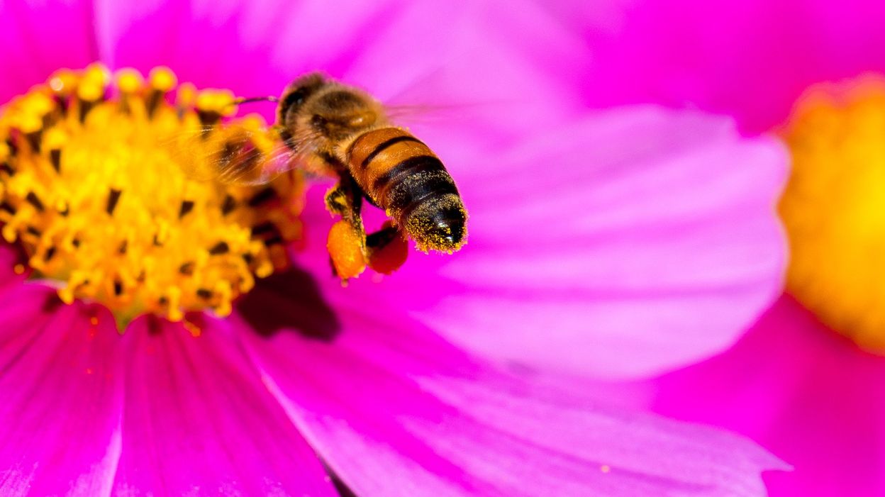 пчела цветы розовые flowers pink bee бесплатно