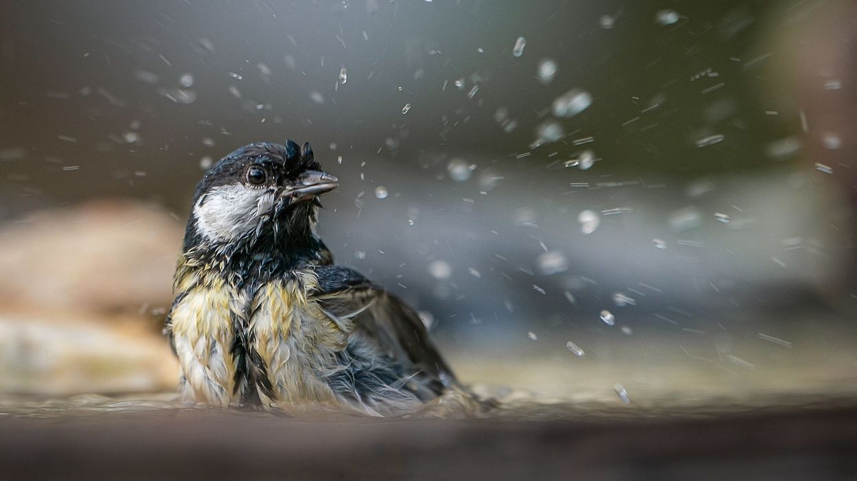 Le Jardin Extraordinaire - RTBF Tv