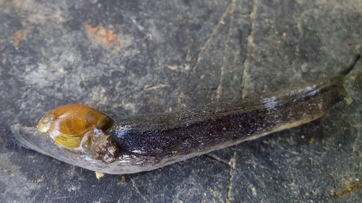 Une Nouvelle Espece De Gasteropode Decouverte En Belgique Voici L Helicolimace