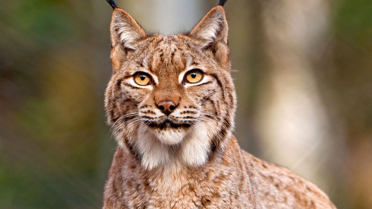 Мнения и отзывы о запчастях Lynx