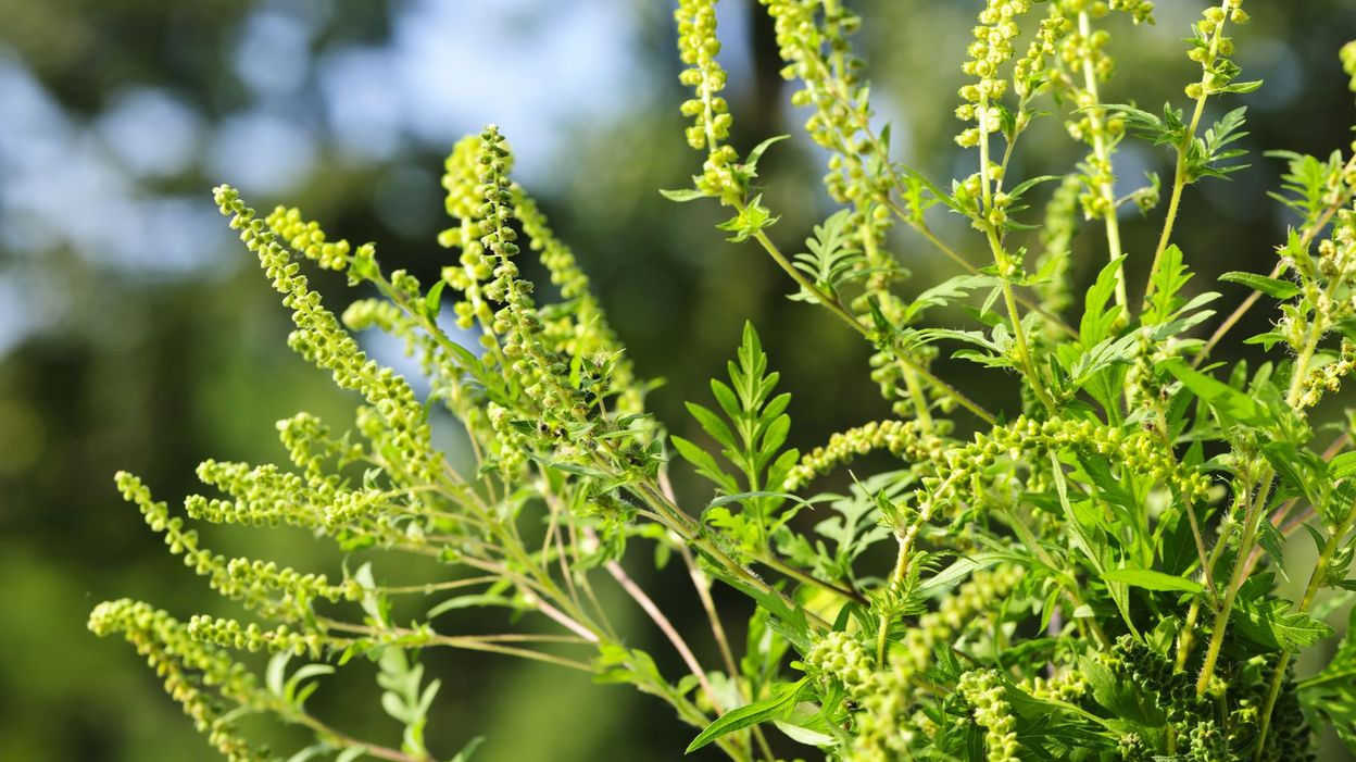 L'allergie à l'ambroisie pourrait toucher plus de 70 ...