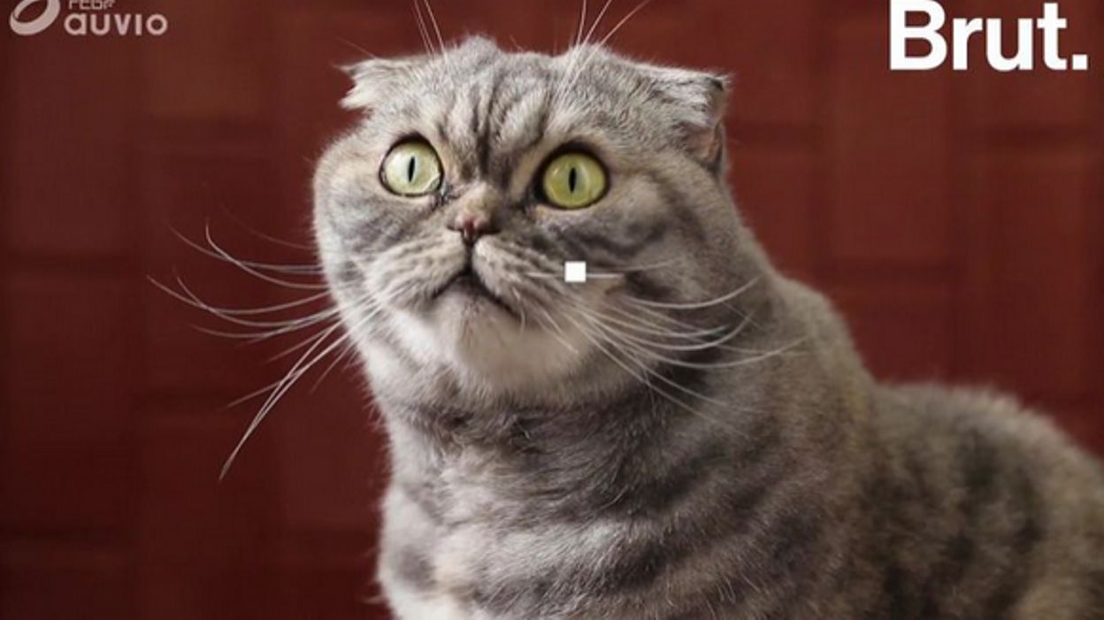 Se Reperer Se Faufiler Mais A Quoi Les Moustaches Du Chat Servent Elles