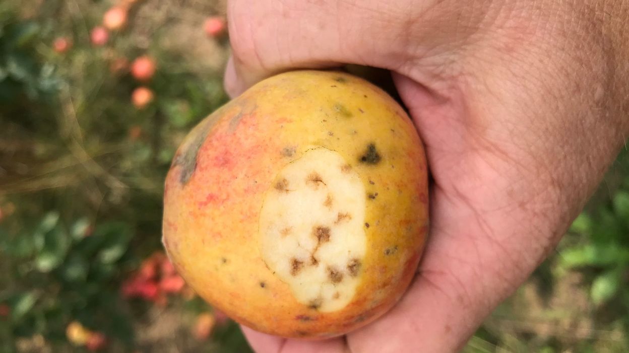 Des Pommes Des Poires Et Des Scoubidous