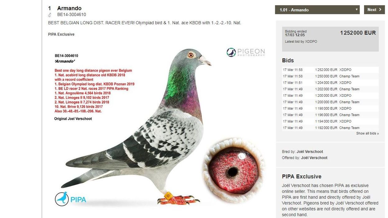 Belgique : Un pigeon voyageur vendu à plus de 1,25 million d'euros