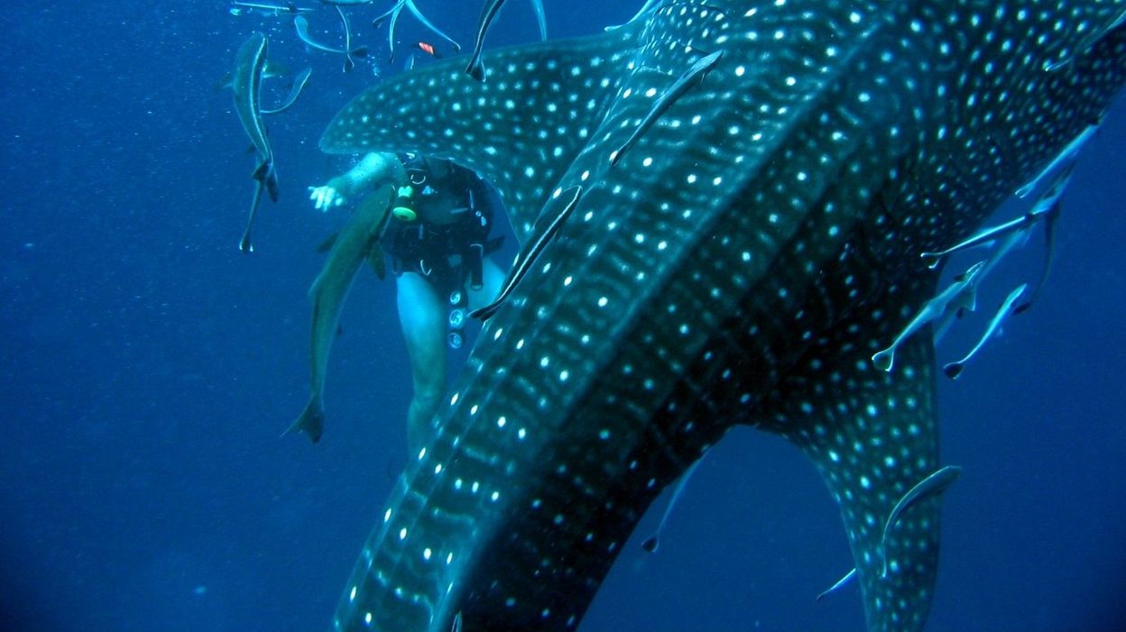 Un si gentil requin...