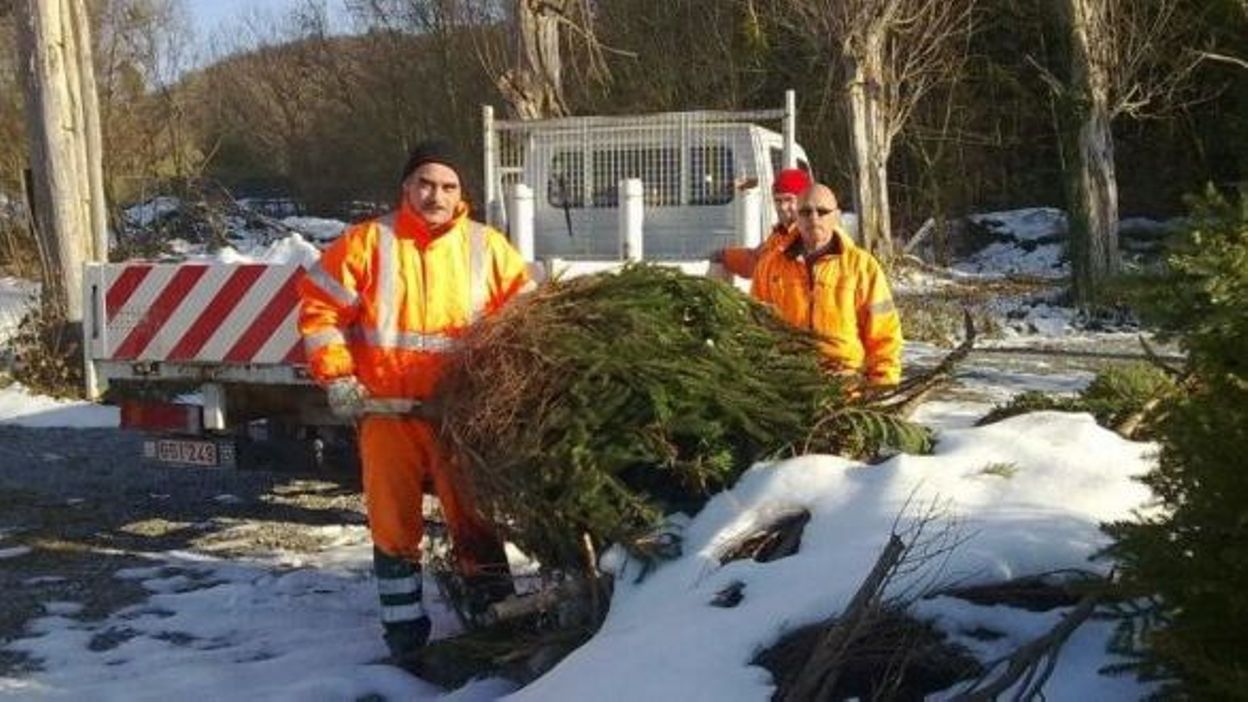 Une seconde vie pour les sapins de Noël