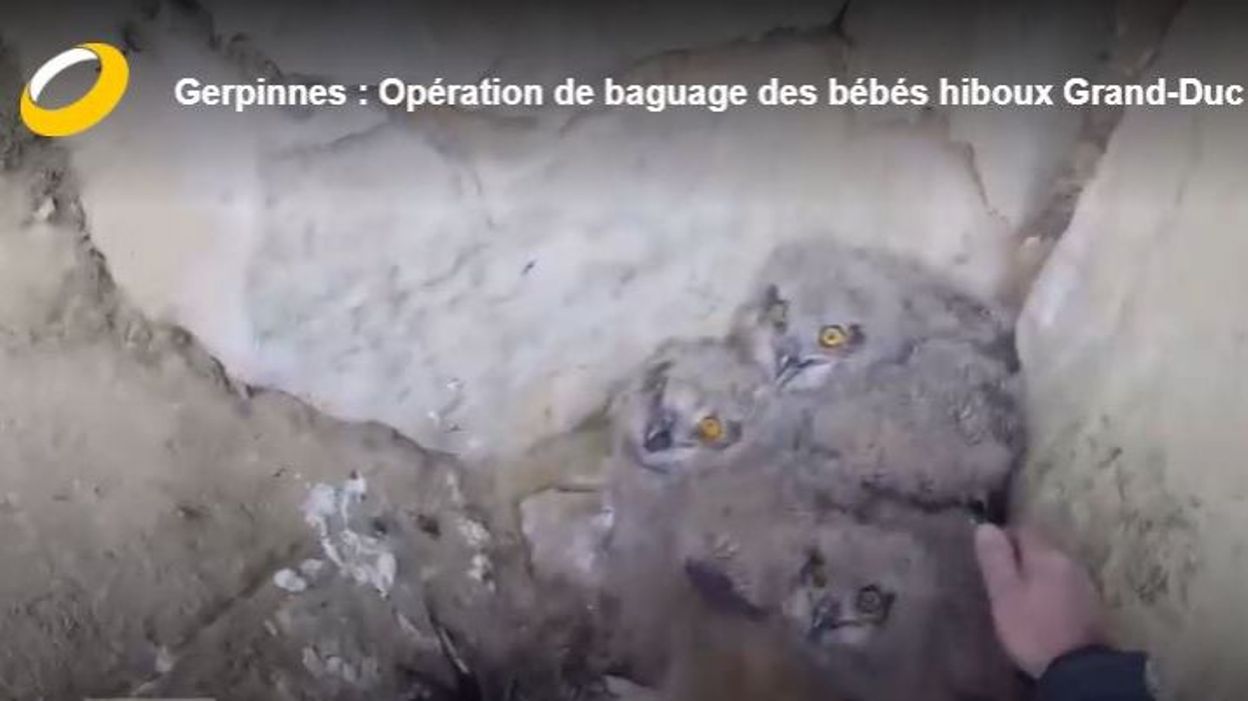 Gerpinnes Operation De Baguage De Bebes Hiboux Grands Ducs