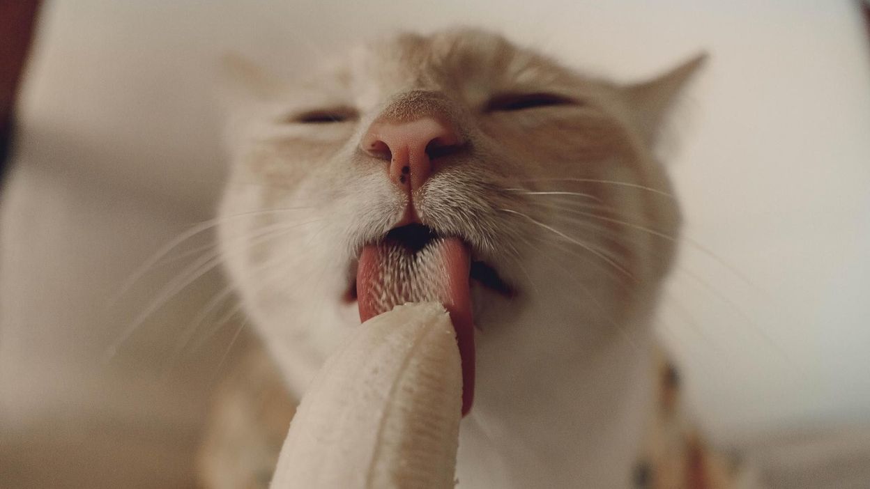 Un Chat Obsede Par Des Bananes Dans Des Photos Fabuleusement Inappropriees