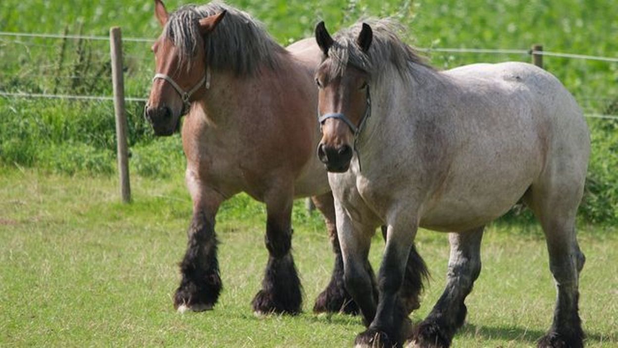 La Longueur De La Queue Du Cheval De Trait Belge Fait Debat