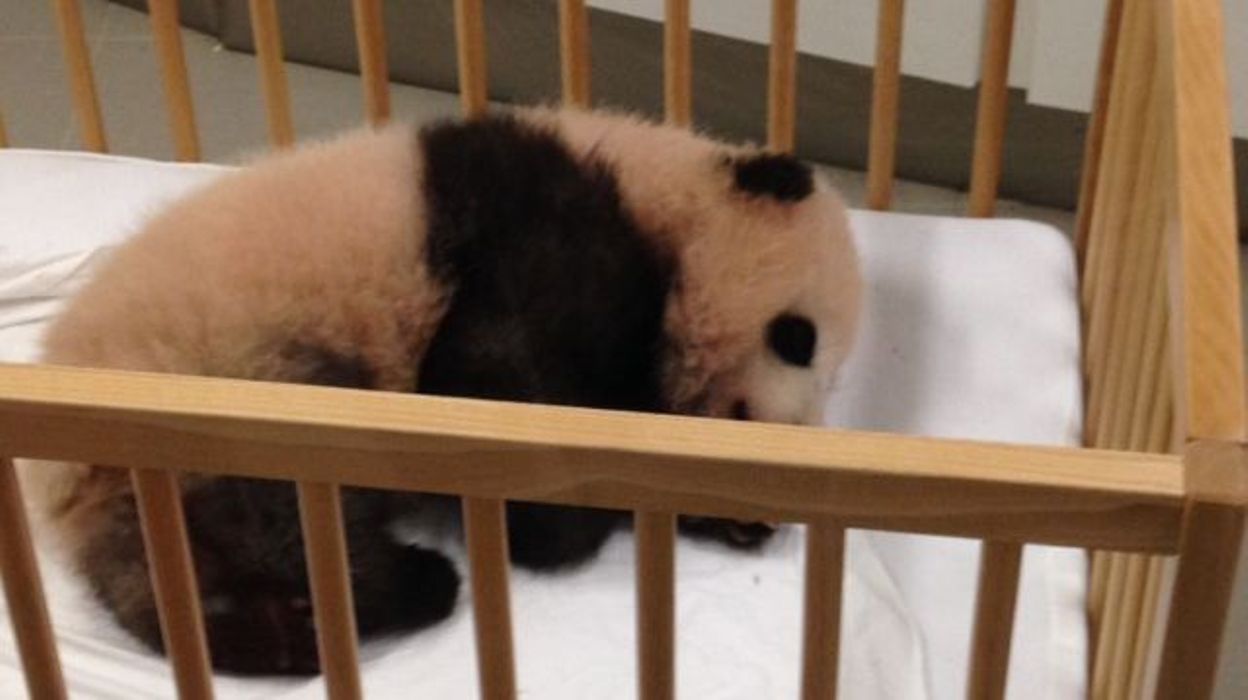 Comment S'appelle Le Bebe Du Panda Pairi Daiza: Baby P. s'appelle désormais Tian Bao, "Trésor du ciel"
