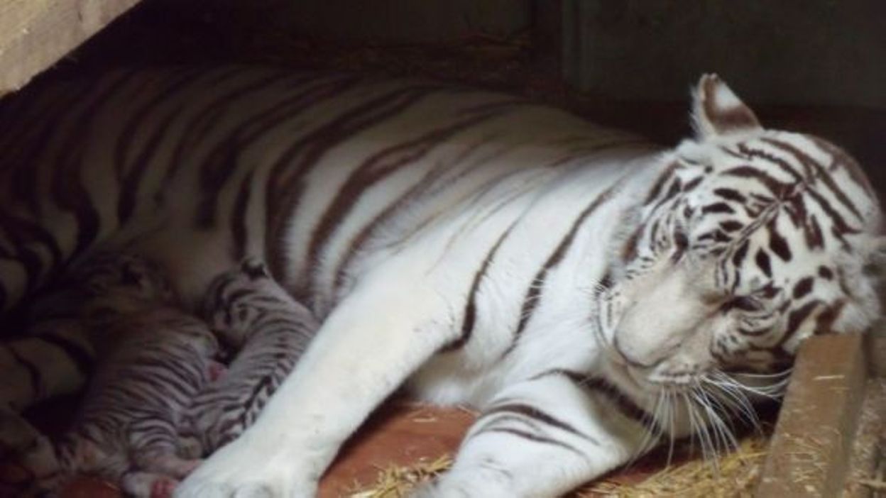 Naissance De Deux Tigres Blancs Au Zoo De Maubeuge
