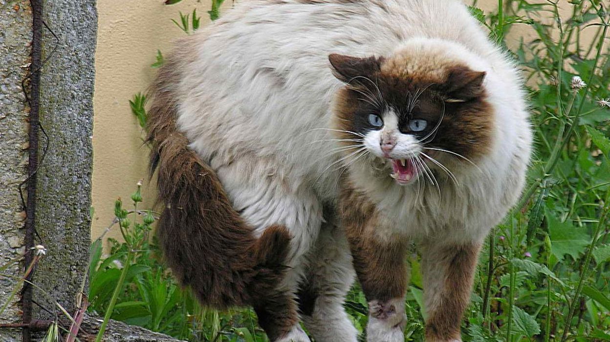Notre Chat Domestique Est Un Nevrose Qui Se Prend Pour Un Lion Notre Chat Domestique Est Un Nevrose Qui Se Prend Pour Un Lion