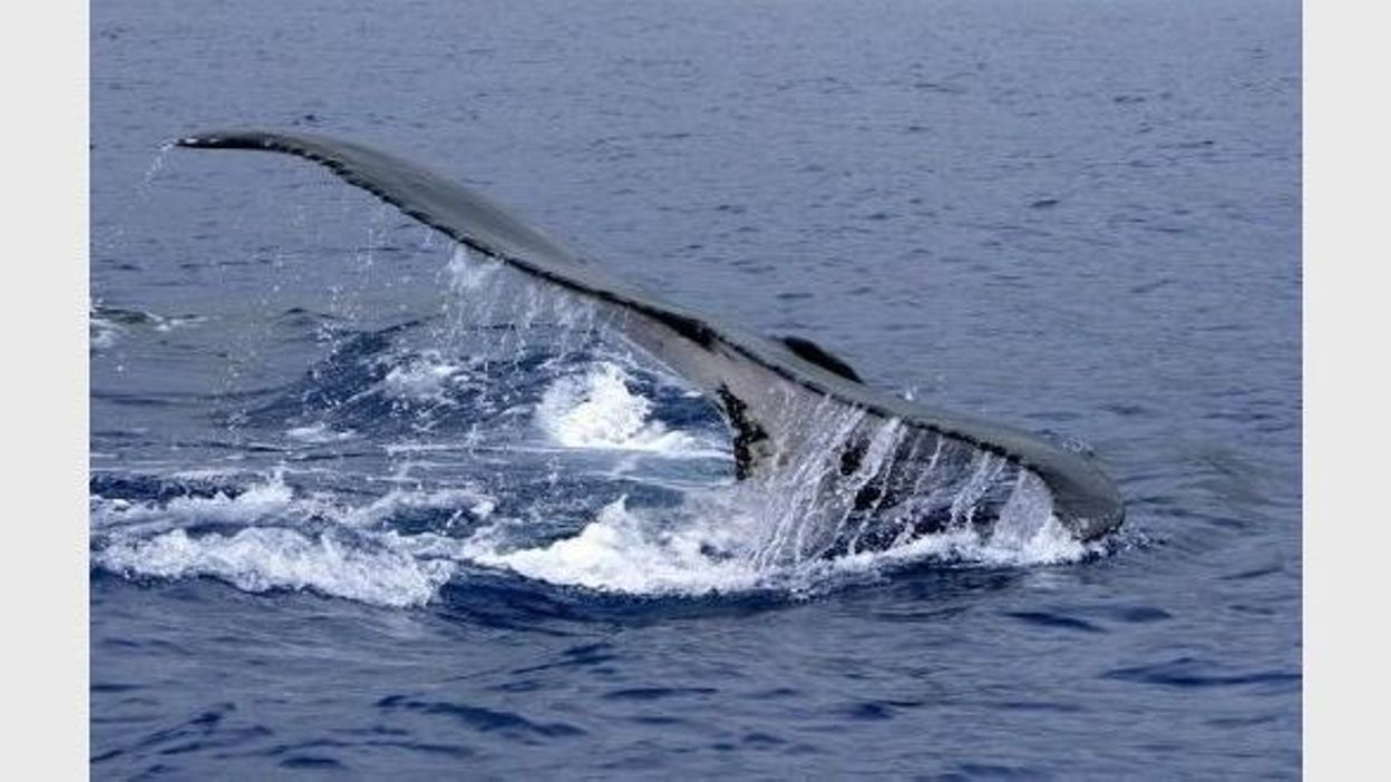 Chaque Année, Les Baleines à Bosse Mâles Chantent Toutes Le Même Tube