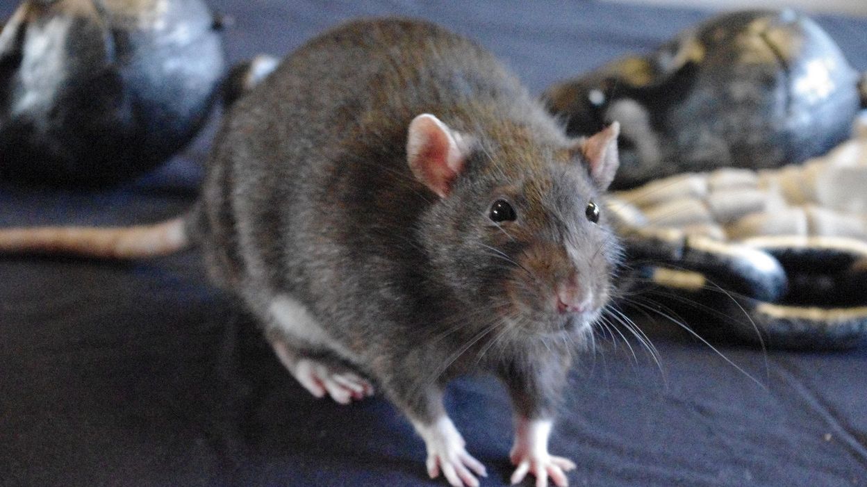 Namur promet la mort aux rats!