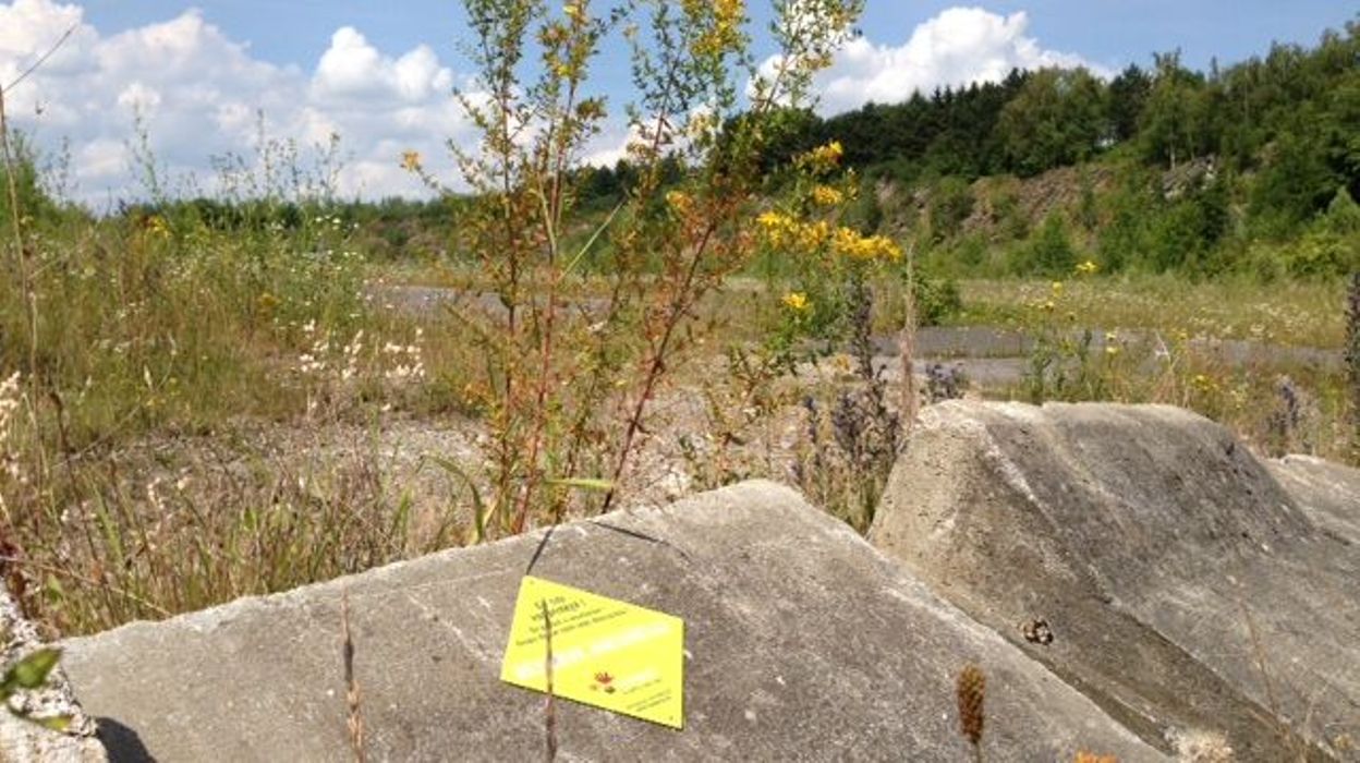 MontsurMarchienne  une ancienne carrière devient réserve naturelle