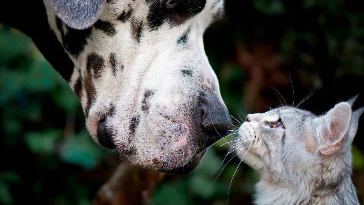Le palmarès 2020 des noms d'animaux de compagnie