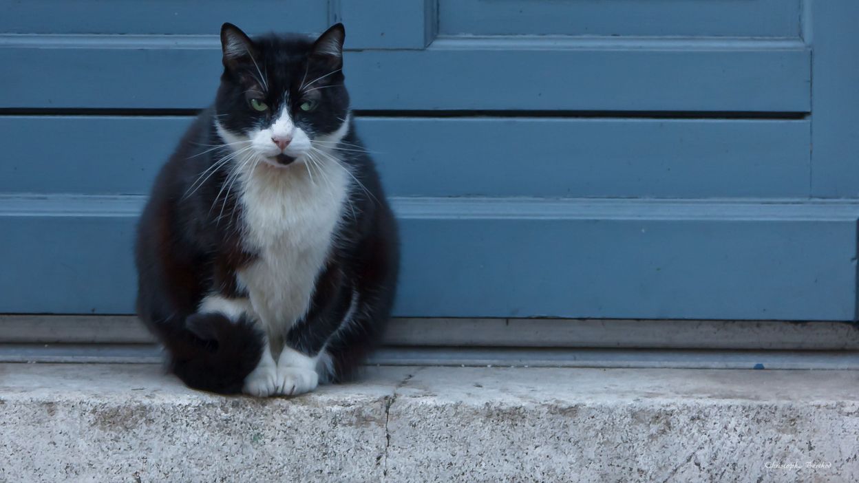 La Tête Dun Tueur De Chiens Et Chats Mise à Prix à Brunehaut