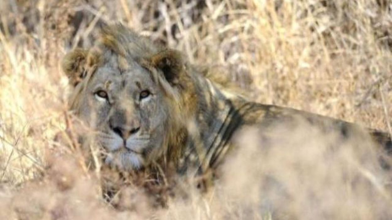Qui Est Le Lion Dans Les Cinquante