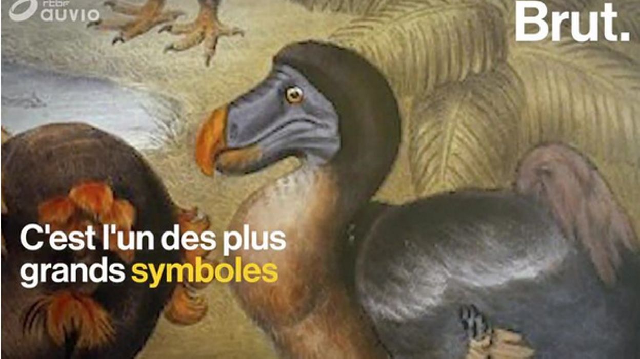 Le Dodo Un Célèbre Oiseau Tristement Disparu Brut 25022019