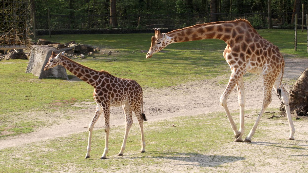 Une nouvelle girafe mâle fait ses premiers pas à Planckendael